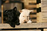 SCOTTISH TERRIER 184